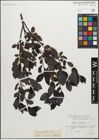 Foto von Salix myrsinifolia Salisb.